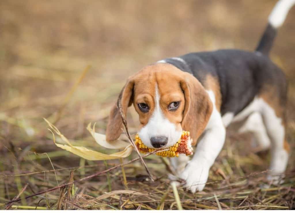 Can a beagle eat corn
