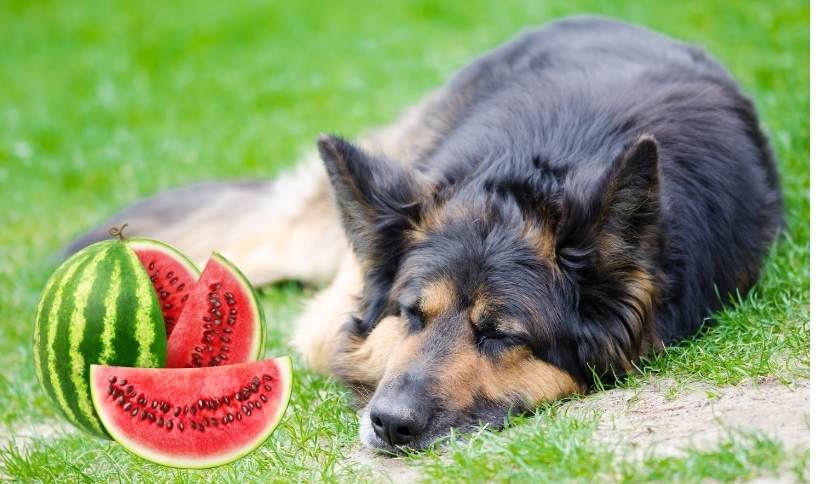Can German Shepherds Eat Watermelon