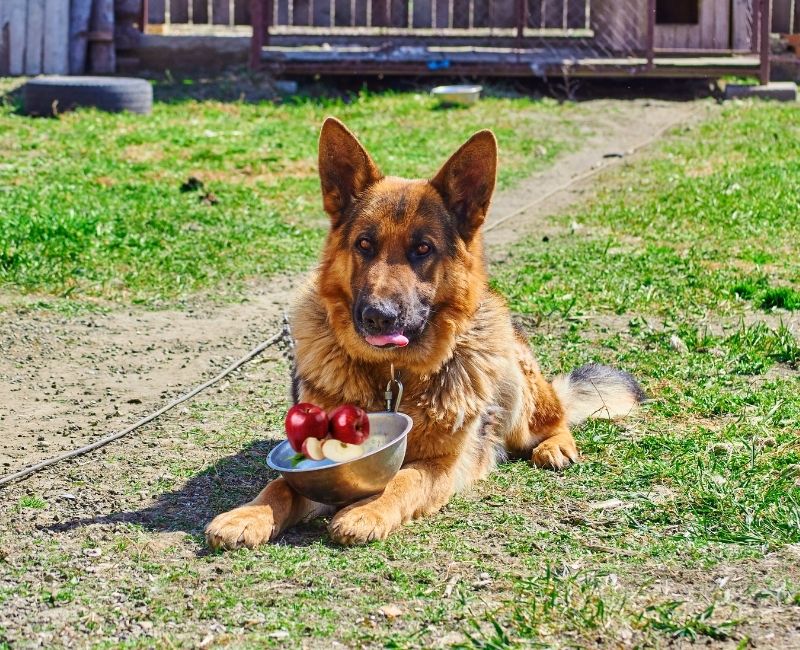 Can German Shepherds Eat Apples