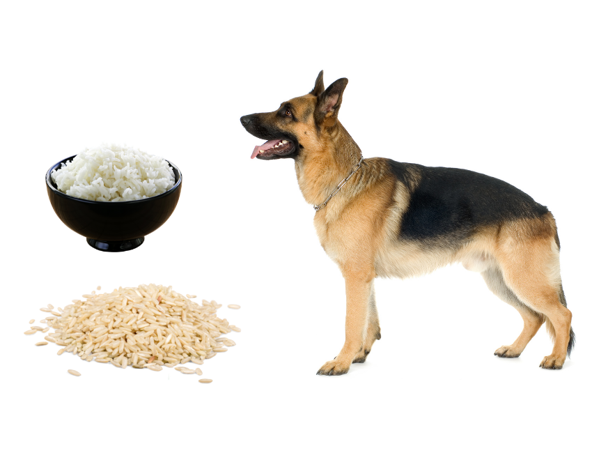German Shepherds Can Eat Rice