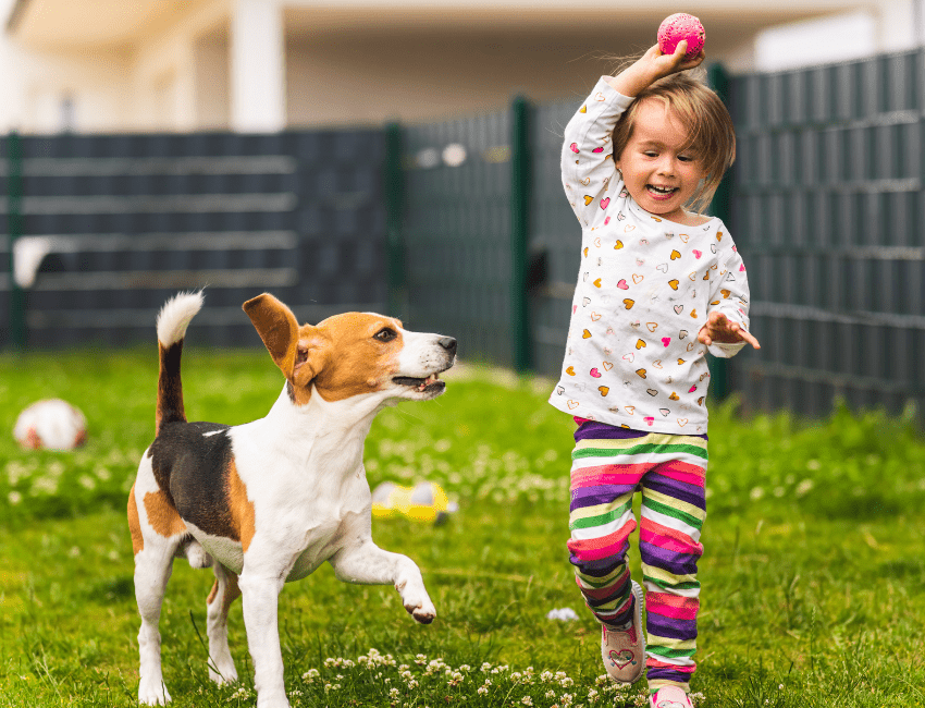 beagles love kids