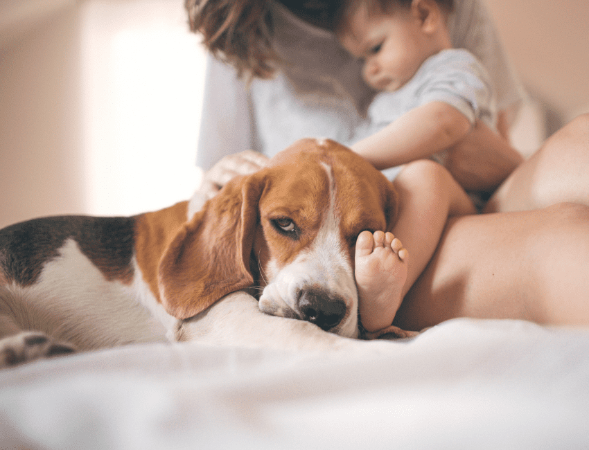 Beagles-love-to-cuddle