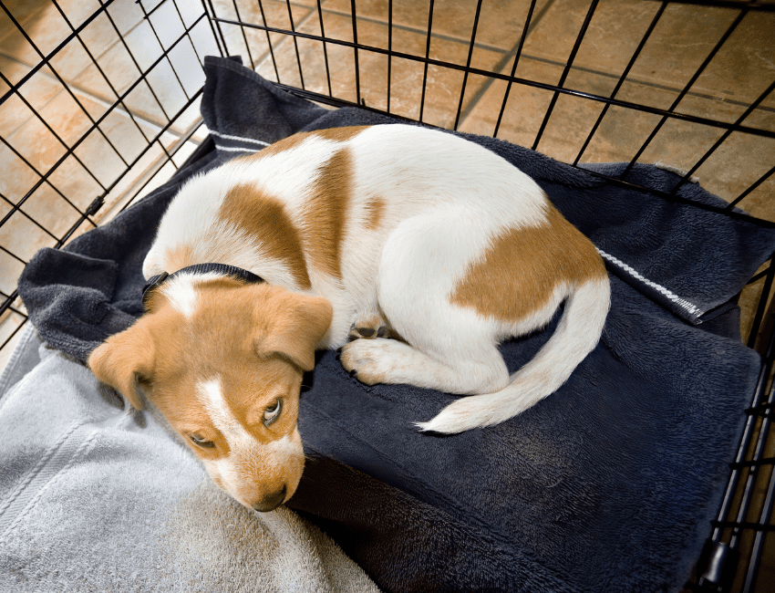 crate training a beagle