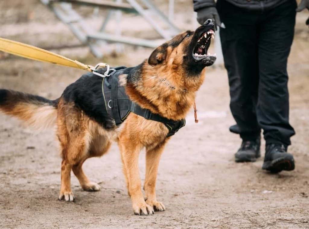 How strong is a German Shepherd
