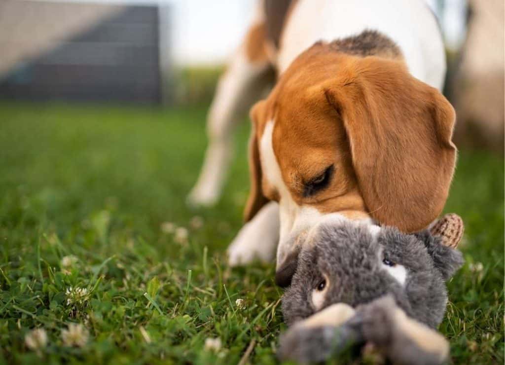 Can Beagles Get Along With Rabbits