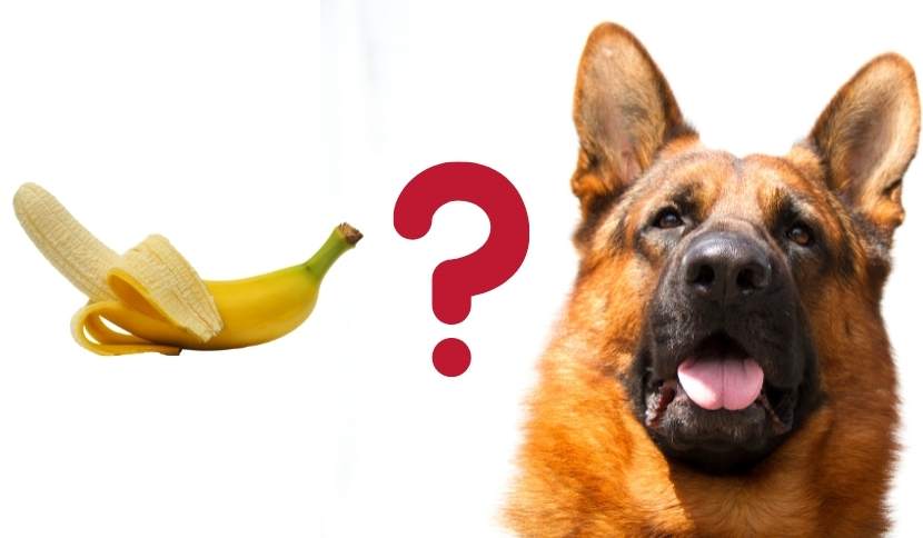 Can-German-Shepherds-eat-Bananas