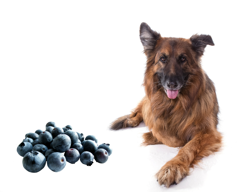 Can German Shepherds Eat Blueberries