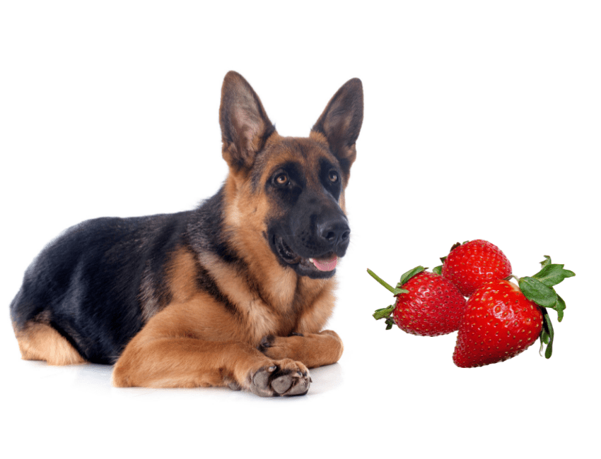 Can German Shepherds eat Strawberries