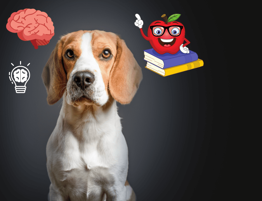 Are-Beagles-Smart