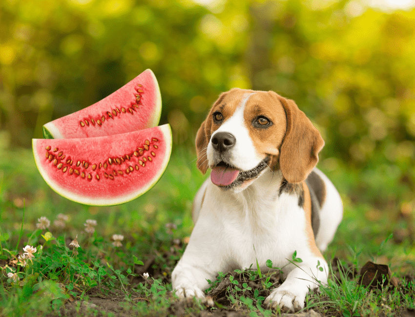 Can-Beagles-Eat-Watermelon