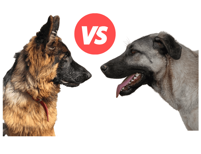 German Shepherd vs Kangal