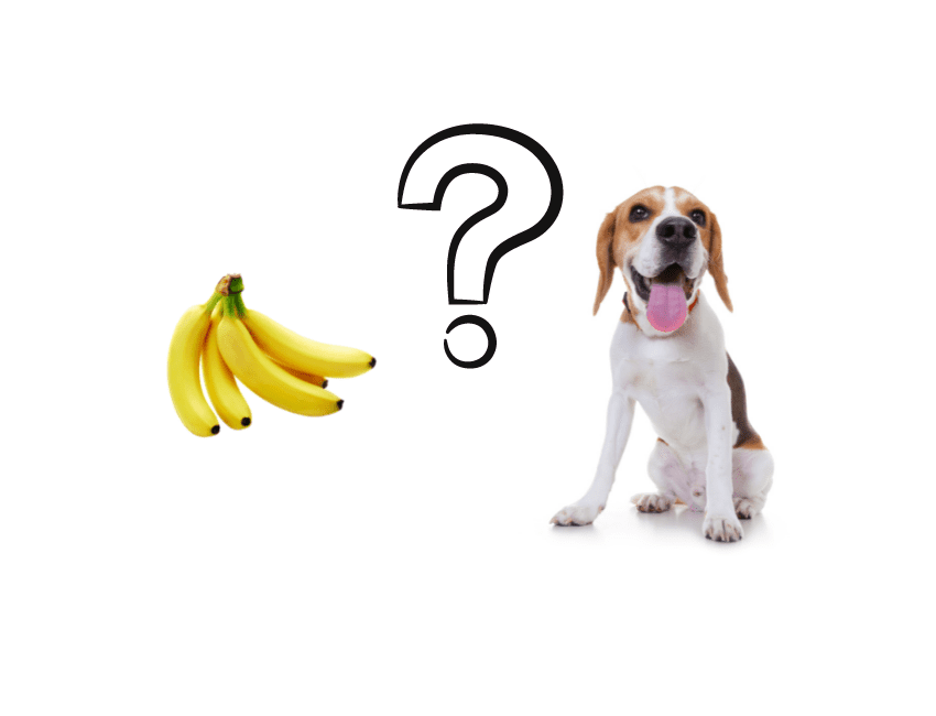 Can beagles eat bananas