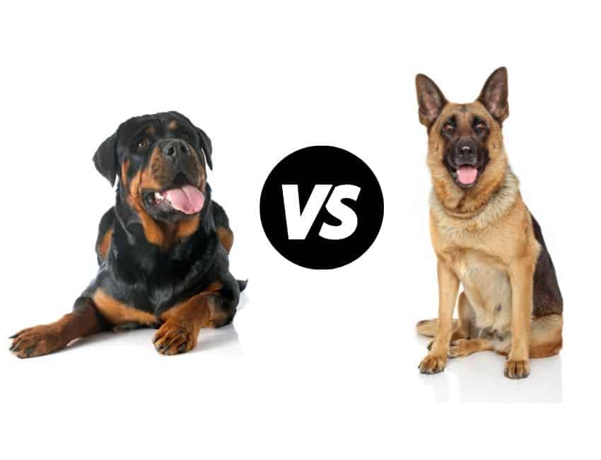 Rottweiler-vs-German-Shepherd