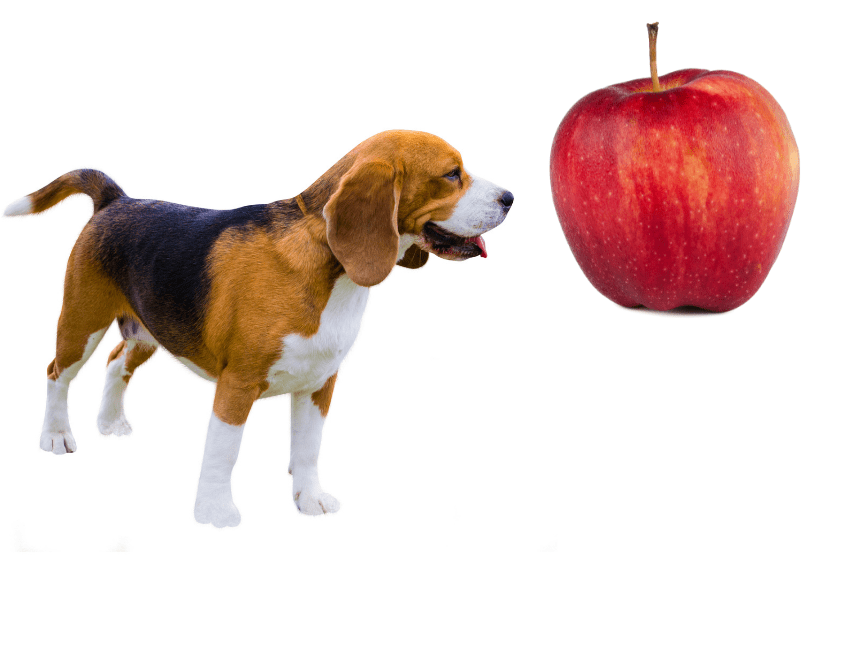 can beagles eat apples
